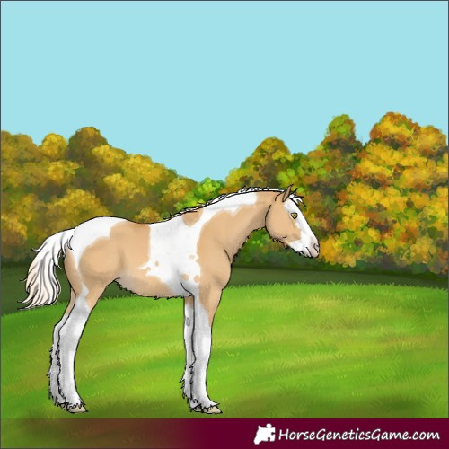 Horse Color:Palomino Dun Splash Tobiano 