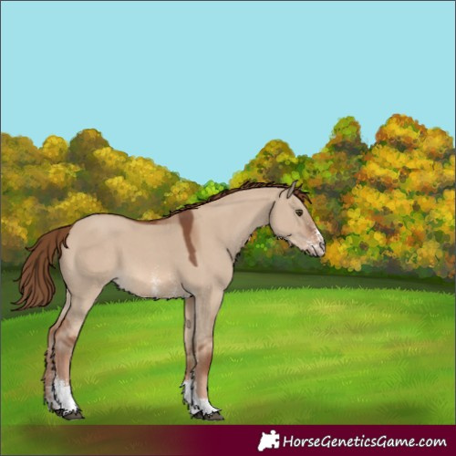 Horse Color:Red Dun Sabino 