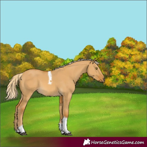 Horse Color:Palomino Dun Tobiano Rabicano 