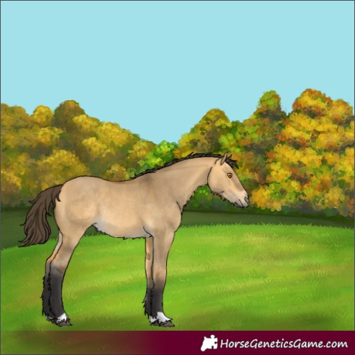 Horse Color:Buckskin Dun Rabicano 