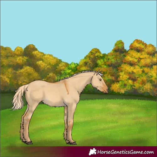 Horse Color:Palomino Dun 