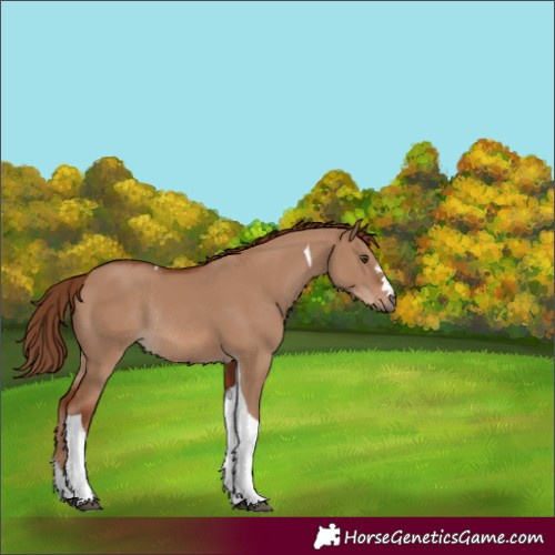 Horse Color:Red Dun Tobiano Rabicano 