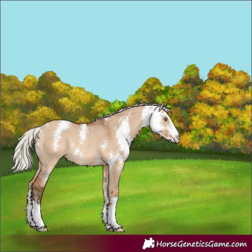 Horse Color:Silver Bay Dun Sabino Rabicano 