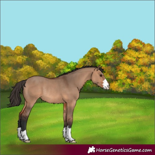 Horse Color:Bay Dun Rabicano 