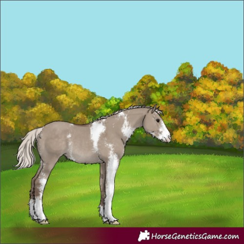 Horse Color:Silver Grullo Sabino Rabicano 
