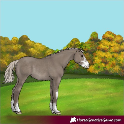 Horse Color:Silver Grullo Sabino Rabicano 