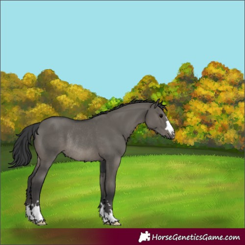 Horse Color:Grullo Rabicano 