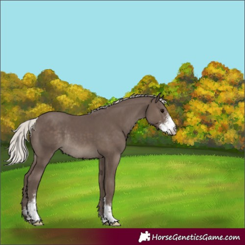Horse Color:Silver Black Sabino Rabicano 