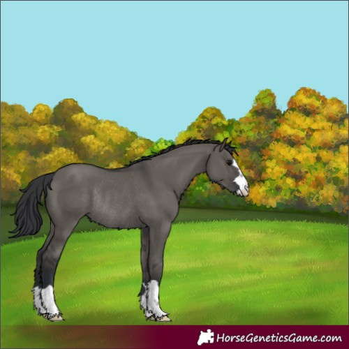 Horse Color:Grullo Rabicano 