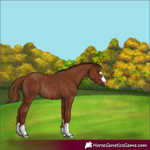 Horse Color:Chestnut Rabicano 