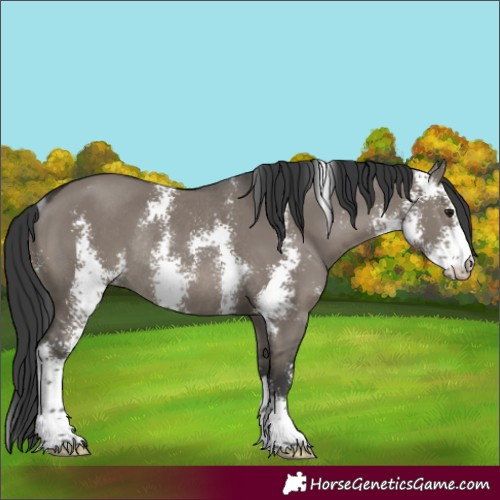 Horse Color:Grullo Sabino Rabicano 