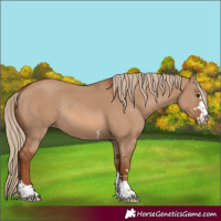 Horse Color:Red Dun Rabicano 