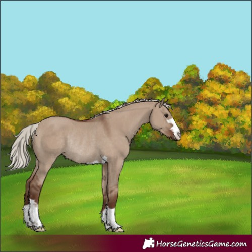 Horse Color:Silver Grullo Rabicano 