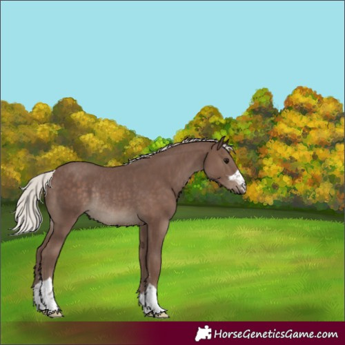 Horse Color:Silver Black Rabicano 