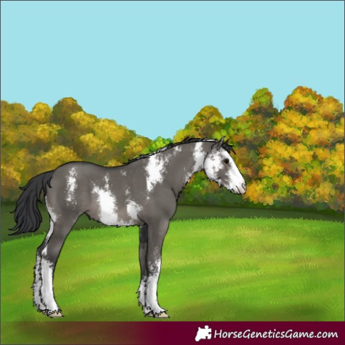 Horse Color:Grullo Sabino Rabicano 
