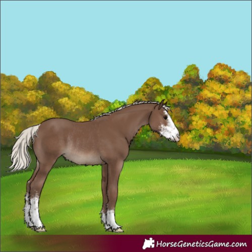 Horse Color:Silver Black Sabino Rabicano 