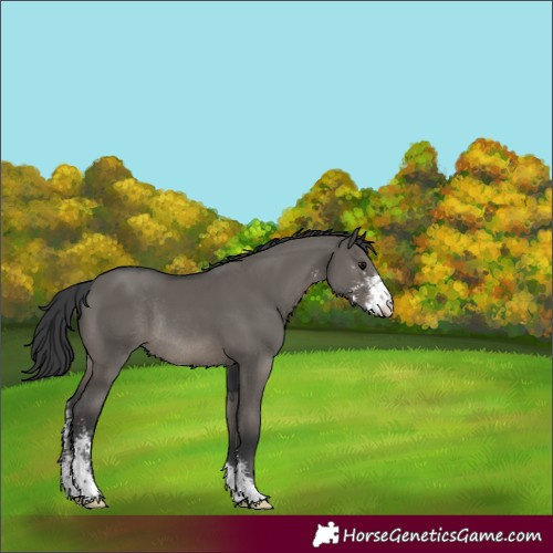 Horse Color:Grullo Sabino Rabicano 