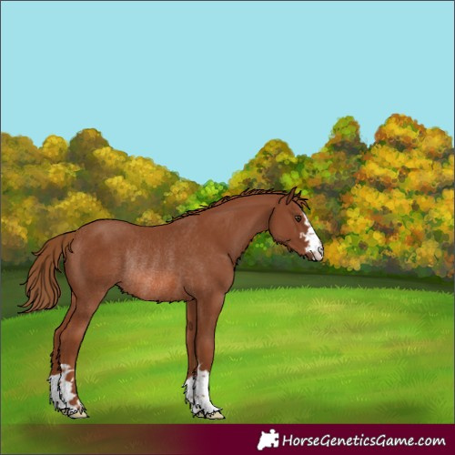 Horse Color:Chestnut Rabicano 
