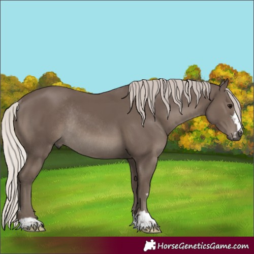 Horse Color:Silver Black Rabicano 