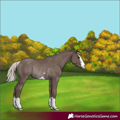 Horse Color:Silver Black Rabicano 