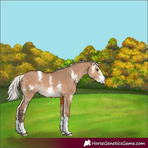 Horse Color:Silver Brown Dun Sabino Rabicano 