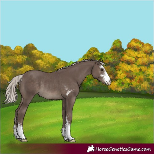 Horse Color:Silver Black Sabino Rabicano 