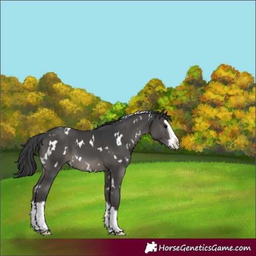 Horse Color:White Spotted Black Splash 