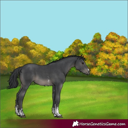 Horse Color:Black Sabino 