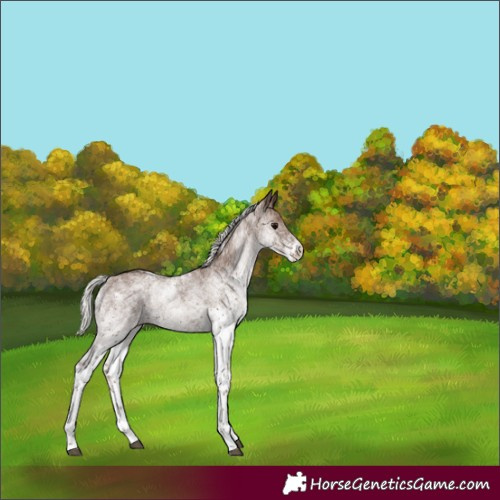 Horse Color:White Spotted Silver Black 