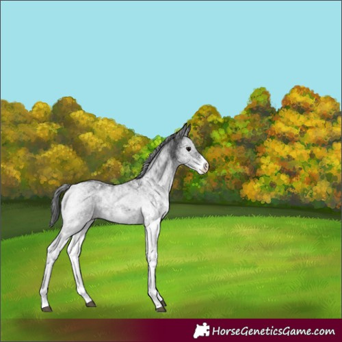 Horse Color:White Spotted Black Rabicano 