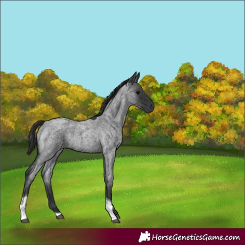 Horse Color:Blue Roan Tobiano Rabicano 