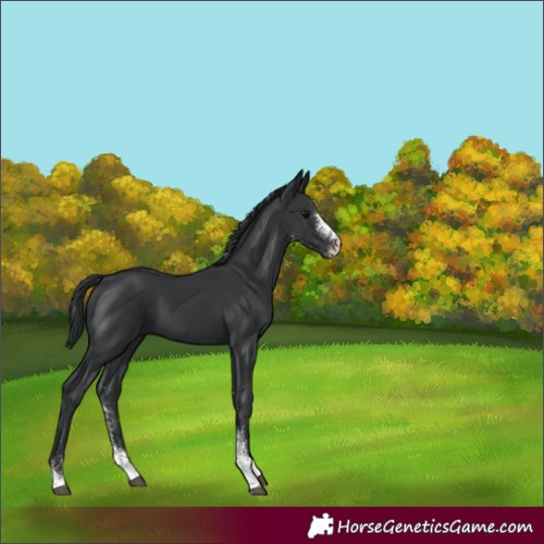 Horse Color:White Spotted Black Rabicano 