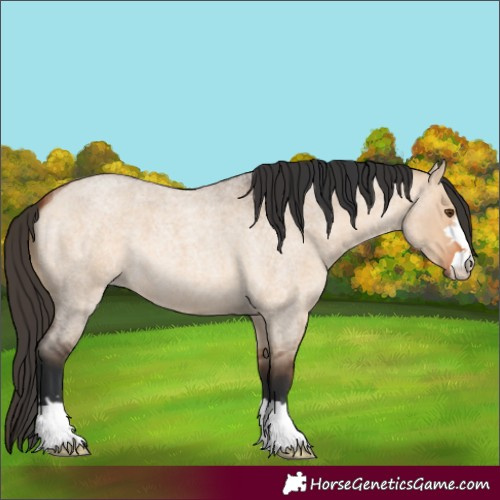 Horse Color:Bay Roan Dun 
