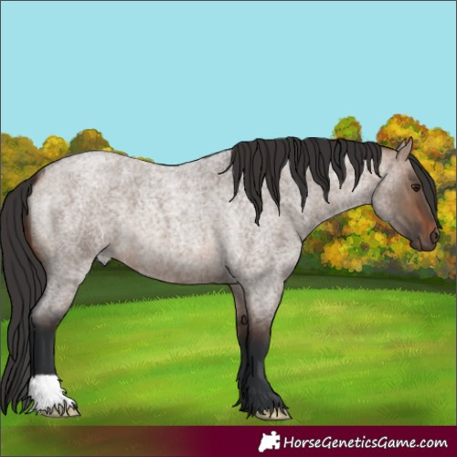 Horse Color:Brown Roan Dun 