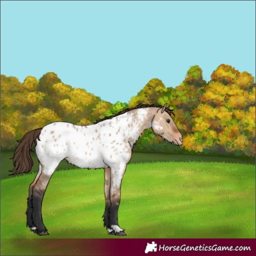 Horse Color:Bay Dun Near Leopard 