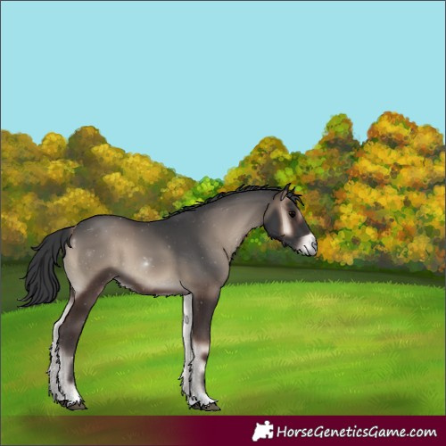 Horse Color:Blue Onyx 