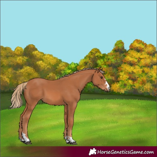 Horse Color:Chestnut 