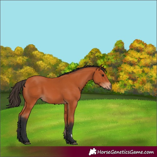 Horse Color:Bay 