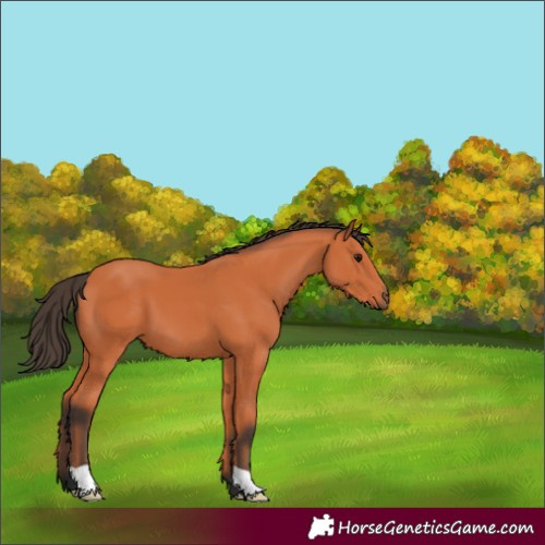 Horse Color:Bay 