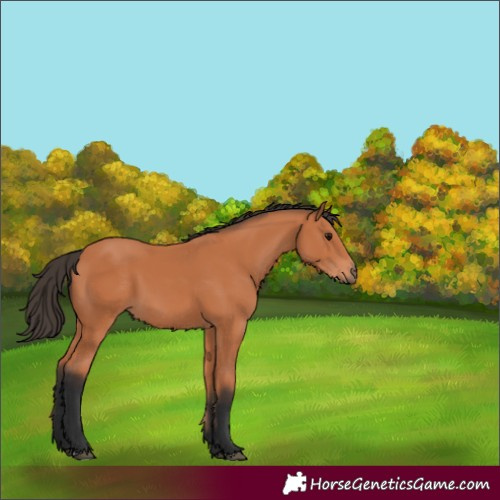 Horse Color:Bay 