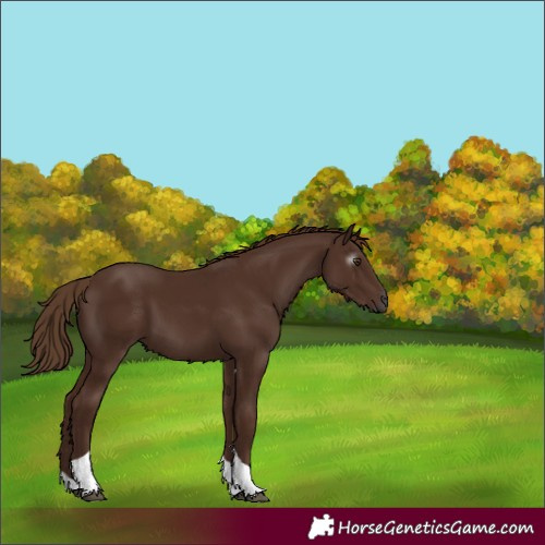 Horse Color:Gray Chestnut Tobiano 