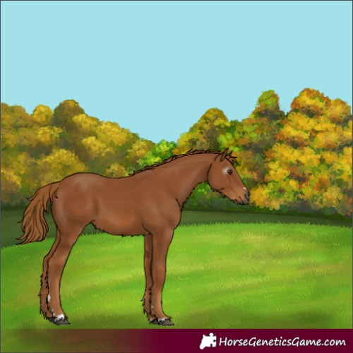 Horse Color:Gray Chestnut 