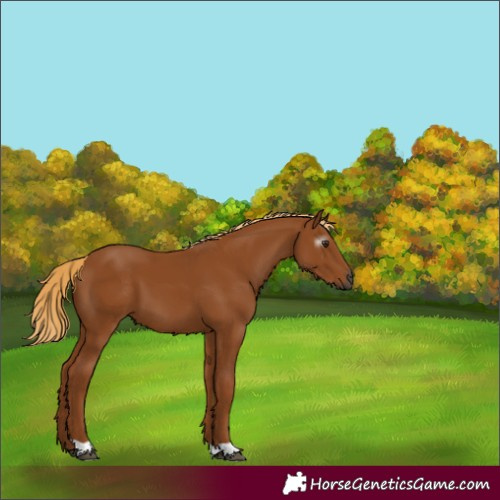 Horse Color:Gray Chestnut 