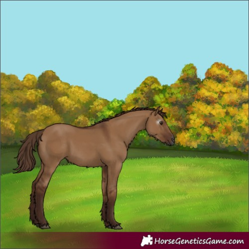 Horse Color:Gray Red Dun Rabicano 