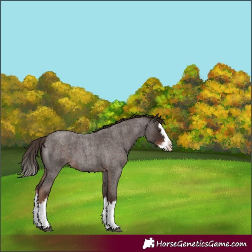 Horse Color:Liver Red Roan Splash 