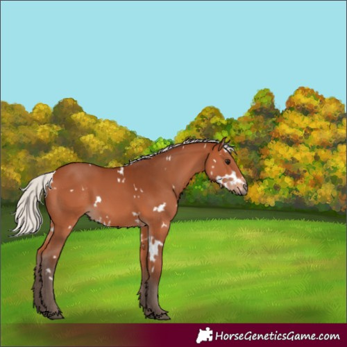 Horse Color:White Spotted Silver Bay 