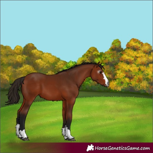 Horse Color:Gray Bay 