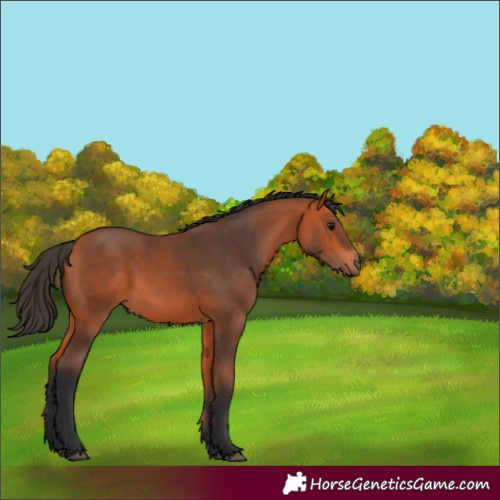 Horse Color:Bay 