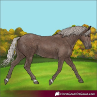 Horse Color:Silver Black 