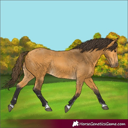 Horse Color:Buckskin Rabicano